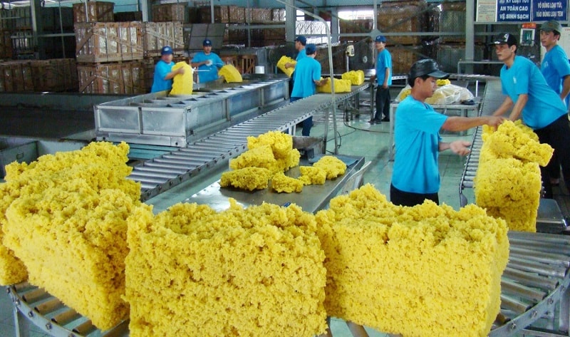 Năm 2025 sẽ tiếp tục là năm thành công với ngành cao su Việt Nam?